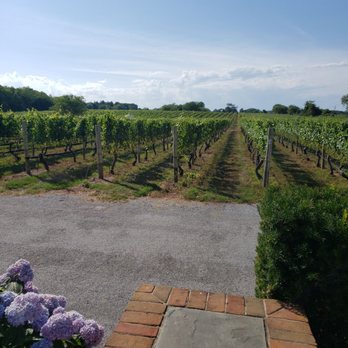 Pellegrini Vineyards - a view of the vineyard - Wineries Near Me - Cutchogue, New York Pellegrini Vineyards - a view of the vineyard - Wineries Near Me - Cutchogue, New York