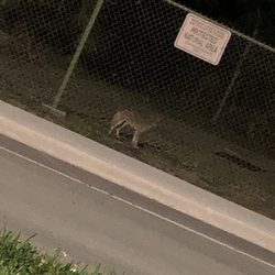 Woodmont Natural Area - Coyotes inside the park