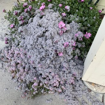 Attic Cleaning Services - pile of lint from the dryer vent that he cleaned up - Insulation Installation Near Me Attic Cleaning Services - pile of lint from the dryer vent that he cleaned up - Insulation Installation Near Me