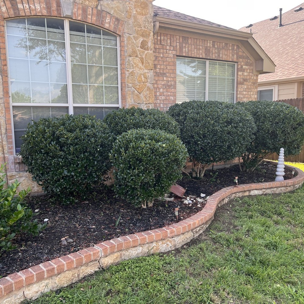 Budget Tree Trimming Services - After services - Tree Services Near Me Budget Tree Trimming Services - After services - Tree Services Near Me