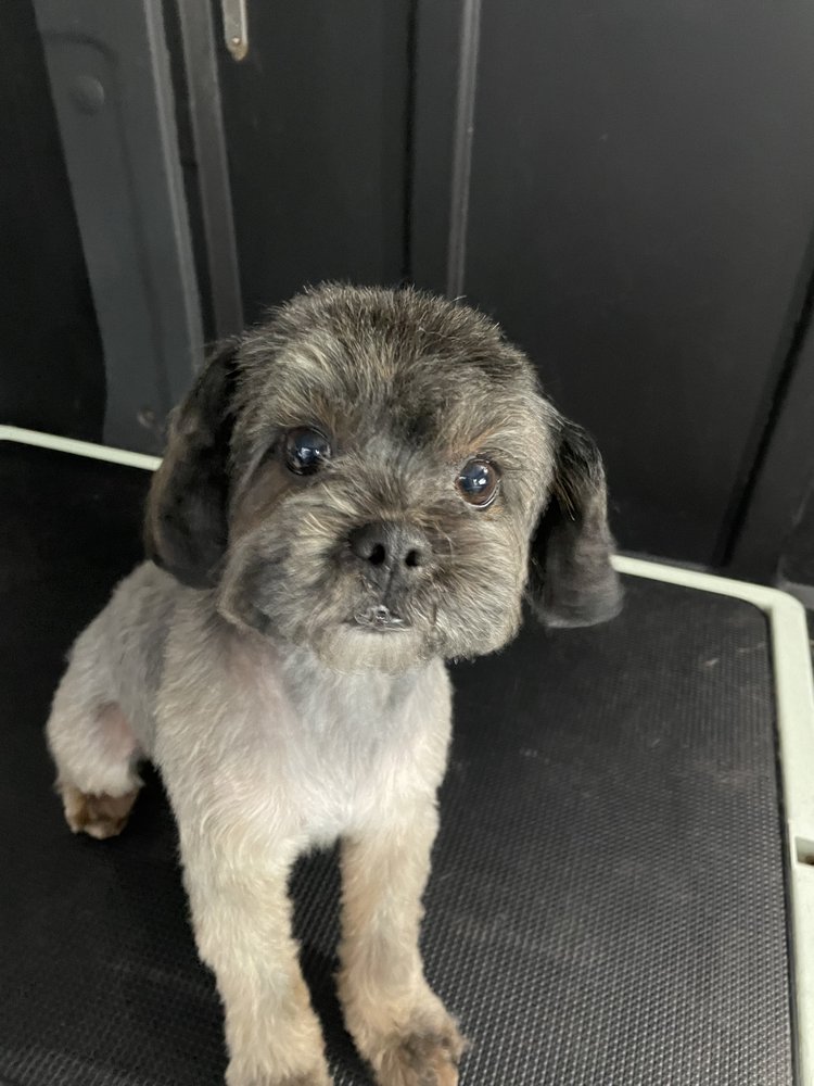 BRANDY’S MOBILE PET SALON 49 Photos & 28 Reviews Costa Mesa