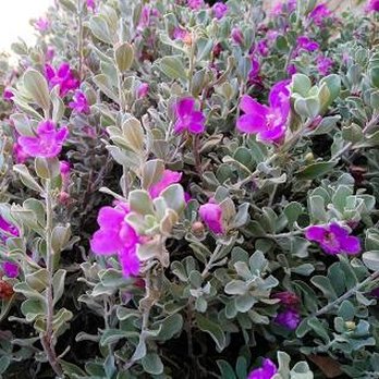 Elysium Fields Plant Nursery - Nurseries & Gardening Near Me - Jasper, Texas