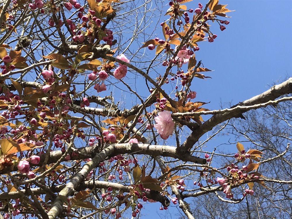 SANDY SPRINGS PARK 47 Photos 702 Best St, Maryville, TN Yelp