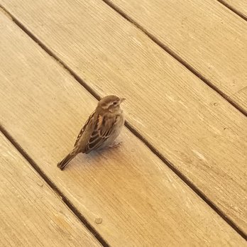 Shoreline Cafe - Adorable sparrow on patio! - Seafood Near Me - Santa Barbara, California Shoreline Cafe - Adorable sparrow on patio! - Seafood Near Me - Santa Barbara, California