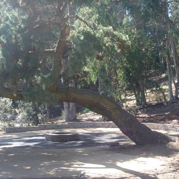 Pine Lake Park - Dog Parks Near Me - San Francisco, California Pine Lake Park - Dog Parks Near Me - San Francisco, California