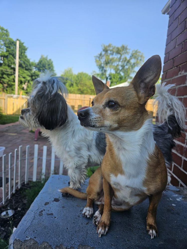 Little Paws Retreat - pet boarding facility in Pittsburgh, PA