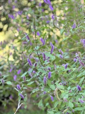 Kadoorie Farm and Botanic Garden by null