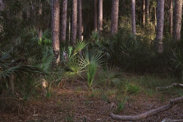 Skidaway Island State Park by null