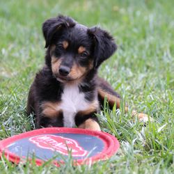 Hillrise Kennels - Koko loves to play outside.