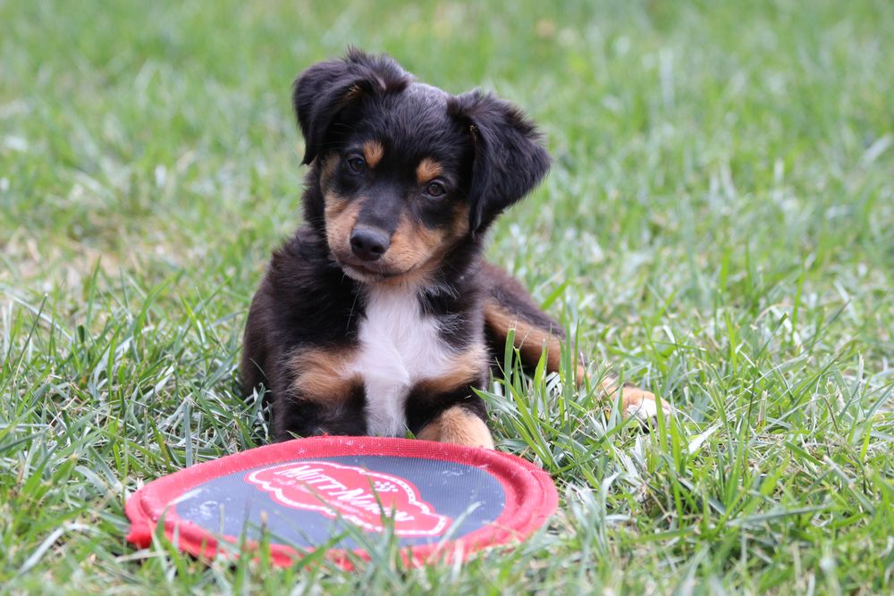 Hillrise Kennels - pet boarding facility in Fremont, NE