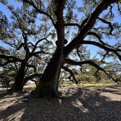 Crescent City Tours & Transportation