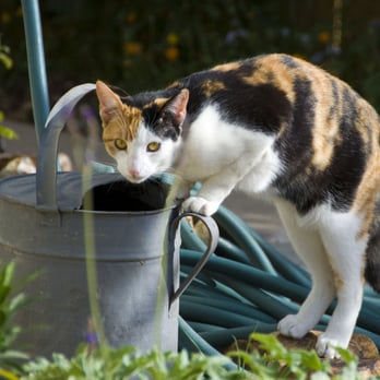 The Bea Keeper - Zenda, in her garden - Pet Sitting Near Me The Bea Keeper - Zenda, in her garden - Pet Sitting Near Me
