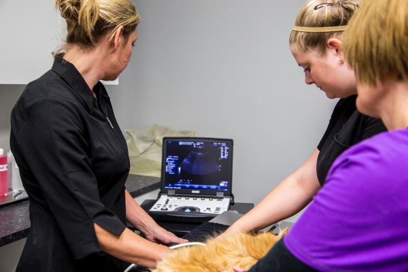 VERNON VETERINARY CLINIC Updated August 2024 69 Photos 805