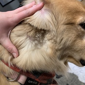 Rogers Bark Pet Salon - Pet Groomers Near Me - Chicago, Illinois Rogers Bark Pet Salon - Pet Groomers Near Me - Chicago, Illinois