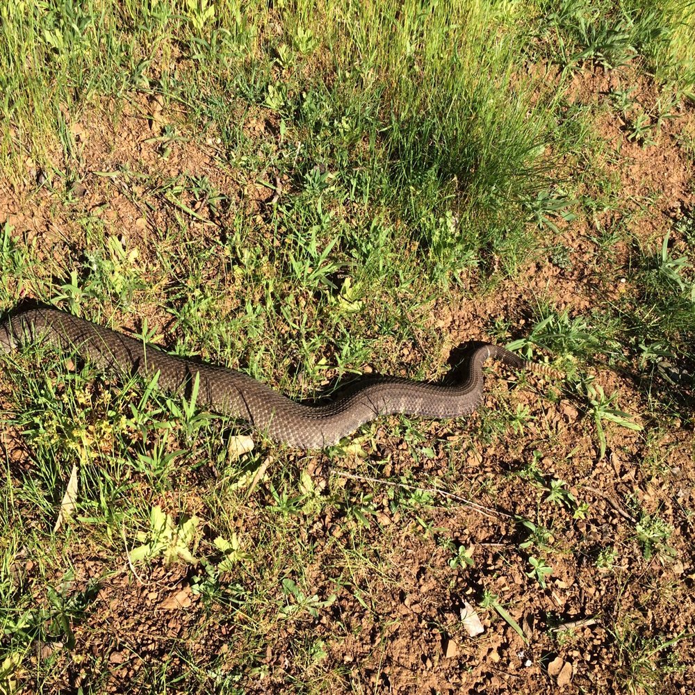 First time seeing snake this big in all my years of hiking here First time seeing snake this big in all my years of hiking here