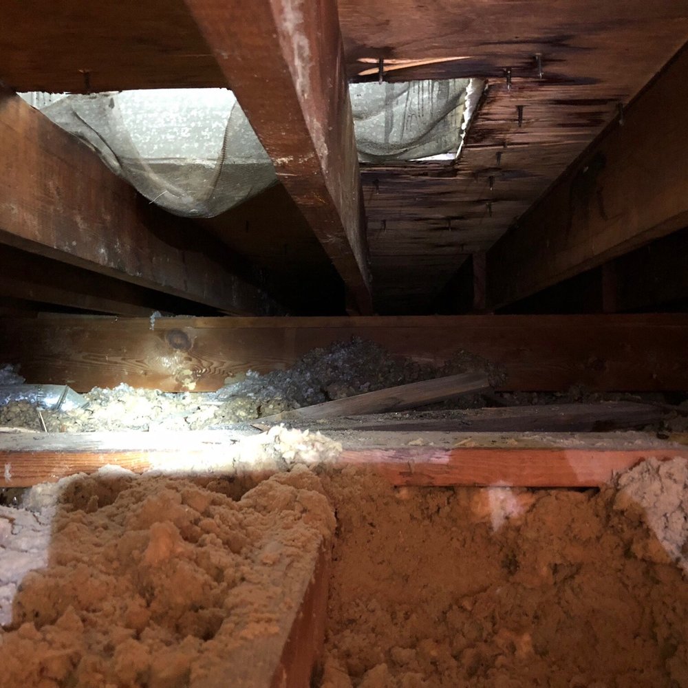 Potomac Pest Control - Raccoon's access into our attic - Pest Control Near Me - Fairfax, Virginia