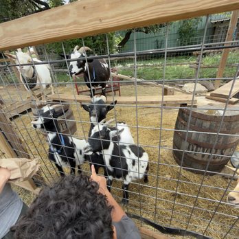 Screaming Goat Yard & Tap - Coffee & Tea Near Me - Spring Branch, Texas