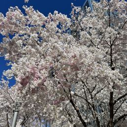 Spring blossoms Spring blossoms