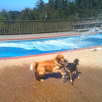 TLC Mobile Pet Grooming - Layla making new friends - Pet Groomers Near Me