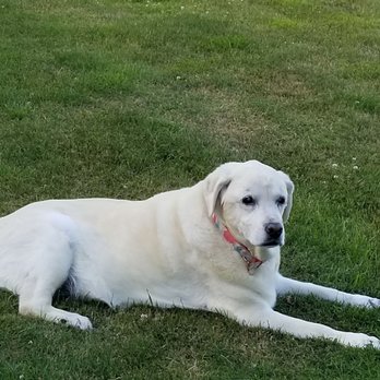 Mt. Hood Pet Medical - This is Maggie,  She is blind and diabetic, They took her right in fixed her paws, and she's happy again. - Veterinarians Near Me - Gresham, Oregon