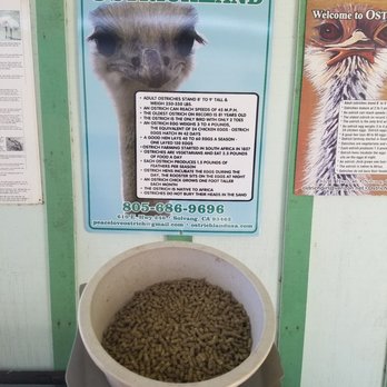 Ostrichland USA - Attraction Farms Near Me - Solvang, California Ostrichland USA - Attraction Farms Near Me - Solvang, California