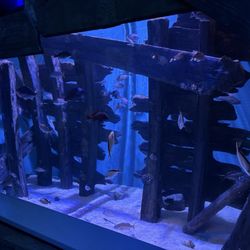 Fish tank