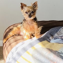 PetSuites Dayton - Moe.. completely healthy.