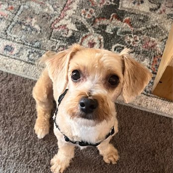 Shaggy2swaggypets - This is not a rounded beard - Pet Groomers Near Me - Riverside, California Shaggy2swaggypets - This is not a rounded beard - Pet Groomers Near Me - Riverside, California