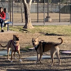 Surprise Farms Dog Park - Dogs at play