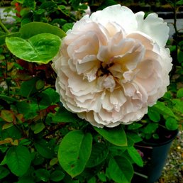 Peony - 6/12/2022 Peony - 6/12/2022
