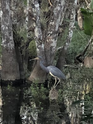 Fakahatchee Strand Preserve State Park by null