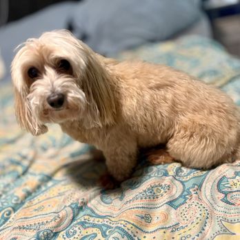 Well Groomed Pets Fort Worth - Pet Groomers Near Me - Fort Worth, Texas Well Groomed Pets Fort Worth - Pet Groomers Near Me - Fort Worth, Texas