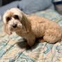 Photo of Well Groomed Pets