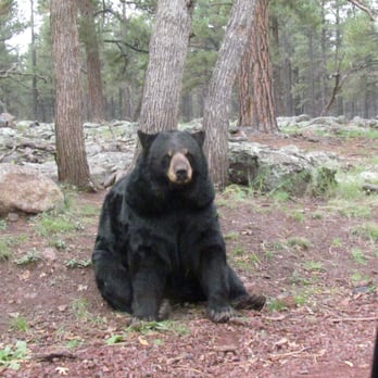 Bearizona - Zoos Near Me - Williams, Arizona