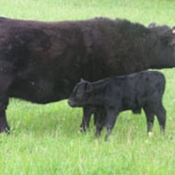 Gallowayzüchter - Selbstvermarkter - May - Galloways auf der Weide