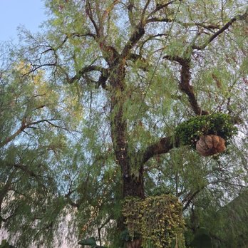 Moreno's - Patio tree - Mexican Near Me - Orange, California Moreno's - Patio tree - Mexican Near Me - Orange, California