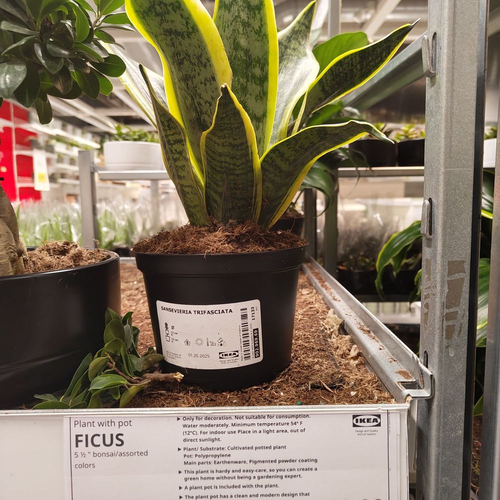IKEA - Snake plant for sale (price as of Jan 2025) - Furniture Stores Near Me - Atlanta, Georgia IKEA - Snake plant for sale (price as of Jan 2025) - Furniture Stores Near Me - Atlanta, Georgia