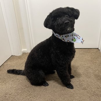 The Ark Pet Salon 2by2 - looking great in her haircut and bandana right before the holidays! - Pet Groomers Near Me - Sunset Beach, California The Ark Pet Salon 2by2 - looking great in her haircut and bandana right before the holidays! - Pet Groomers Near Me - Sunset Beach, California
