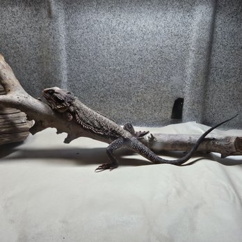 Corona Reptiles & Kritters - Reptile Shops Near Me - Corona, California