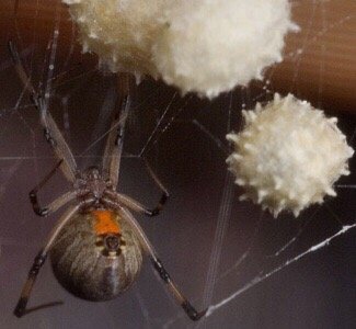 Spider Extermination - Pestcal Exterminators provides friendly and professional extermination services, with 20+ yrs. of experience. We specialize in all types of pest control, including termites, tenting, and wildlife trapping. PestCal Exterminators serves the community with innovative and effective strategies to resolve all of your pest control needs. Spider Extermination - Pestcal Exterminators provides friendly and professional extermination services, with 20+ yrs. of experience. We specialize in all types of pest control, including termites, tenting, and wildlife trapping. PestCal Exterminators serves the community with innovative and effective strategies to resolve all of your pest control needs.