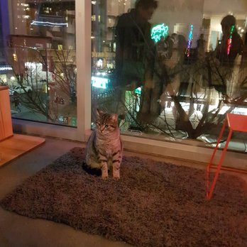 Catfe - Cafes Near Me - Vancouver, British Columbia Catfe - Cafes Near Me - Vancouver, British Columbia