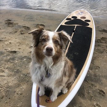 SUP Pups - My girl Betty Mae before our SUP pups lesson. She did wear a PFD for the session. Built in water bowl on board from antidote outdoors. - Paddleboarding Near Me - San Diego, California SUP Pups - My girl Betty Mae before our SUP pups lesson. She did wear a PFD for the session. Built in water bowl on board from antidote outdoors. - Paddleboarding Near Me - San Diego, California