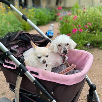 White Rock Lake - The babies taking in the colorful flowers outside the bathhouse. - Parks Near Me