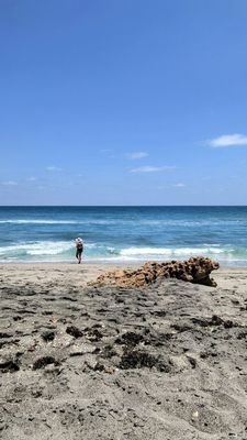 Blowing Rocks Preserve by null
