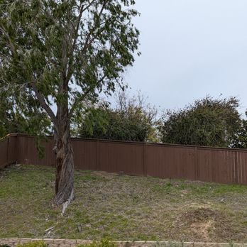David's Tree service - Pepper tree trimmed, other removed - Tree Services Near Me