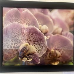 Carlisle Arts Learning Center - "Floral Cascade"