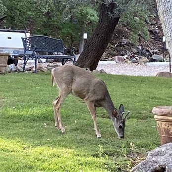 Ramsey Canyon Inn B & B - Bambi! - Bed & Breakfast Near Me - Hereford, Arizona Ramsey Canyon Inn B & B - Bambi! - Bed & Breakfast Near Me - Hereford, Arizona