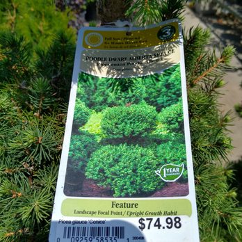 Lowe's Home Improvement - Omg I want this Poodle Spruce!! - Hardware Stores Near Me - Midwest City, Oklahoma Lowe's Home Improvement - Omg I want this Poodle Spruce!! - Hardware Stores Near Me - Midwest City, Oklahoma