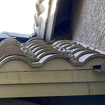 Absolute Bird and Pest Control - Before poop galore - Pest Control Near Me - Surprise, Arizona Absolute Bird and Pest Control - Before poop galore - Pest Control Near Me - Surprise, Arizona
