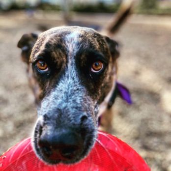 Rosewood K-9 - Bacchus loves his time with Mark and Rosewood K9! - Pet Training Near Me Rosewood K-9 - Bacchus loves his time with Mark and Rosewood K9! - Pet Training Near Me